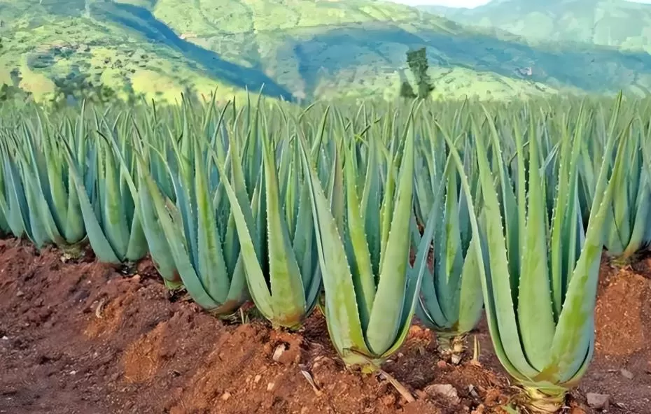 Which plants contain aloin? Which plants contain aloin?