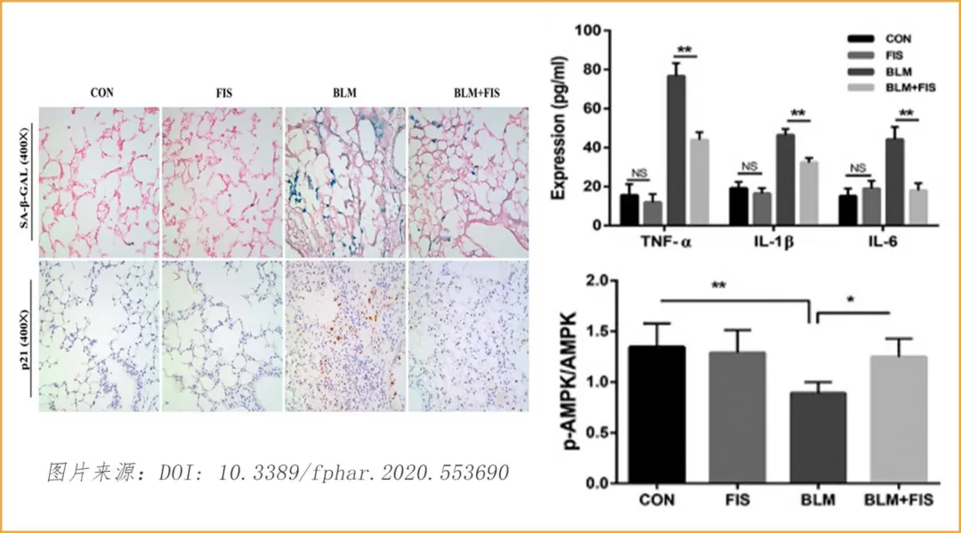Fisetin: Ein aufstrebender Stern im Bereich des Anti-Aging