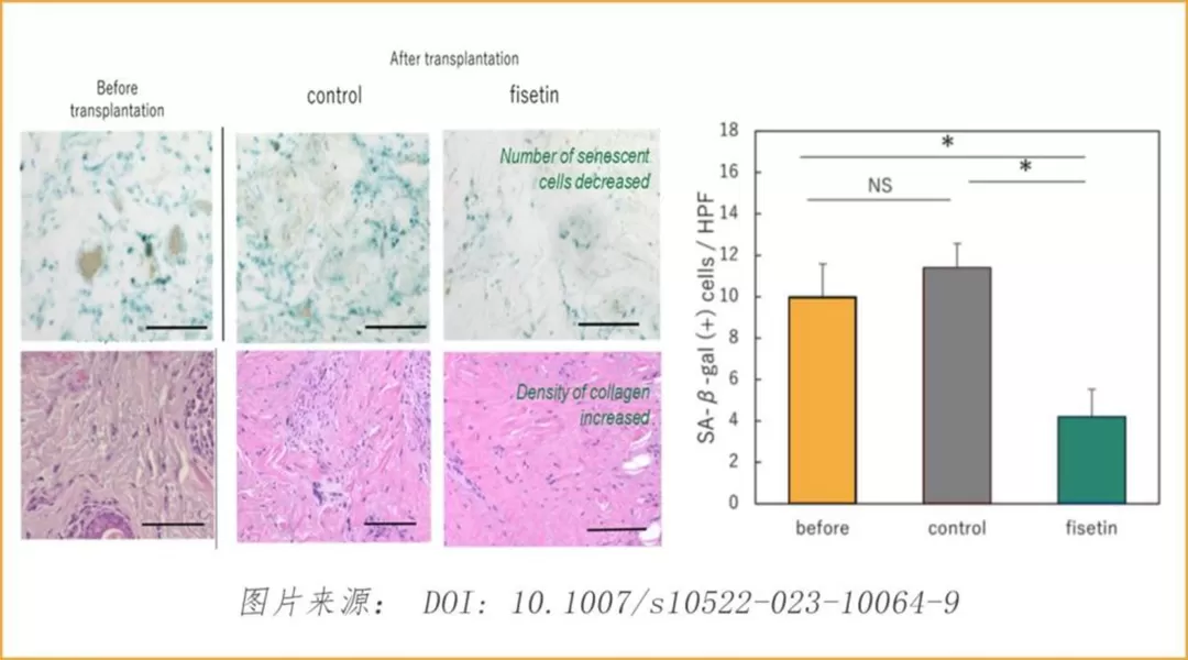 Multiple Health Benefits of Fisetin