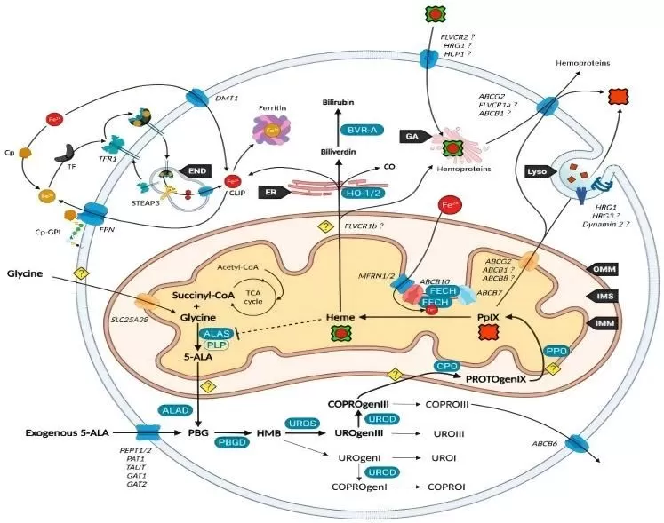 Blood Sugar Support Blood Sugar Support
