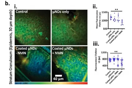 NMN: Haut absorptions rate erreicht 86,3% in 24 Stunden