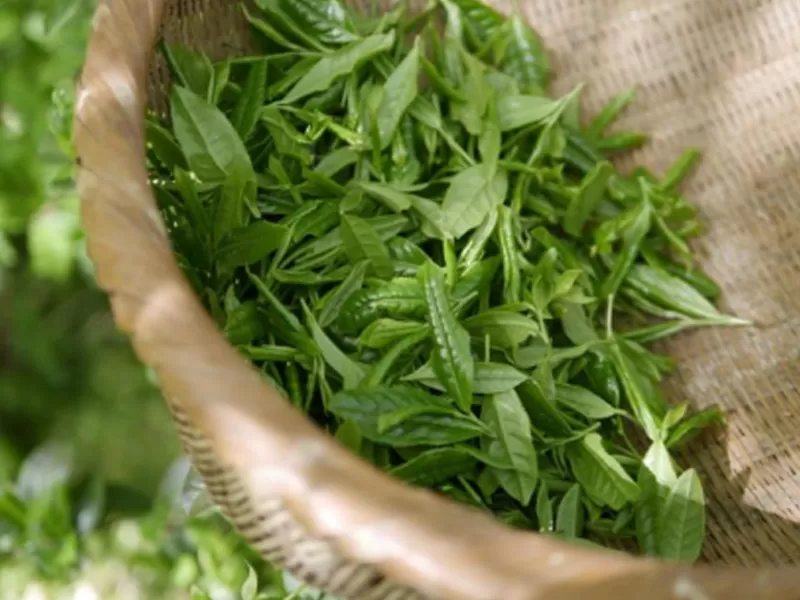 Niacin amid und Grüner Tee Polyphenole: Synergis tische Anti-Aging-wissenschaft liche Mechanismen und mehrere Vorteile