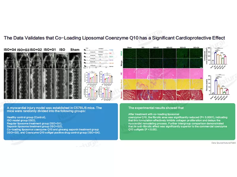 Co-Loaded Liposomen: Max Out CoQ10 Anti-Aging & Herz-Schutz-Vorteile-Die geheime Sauce von Natural Field