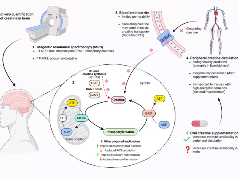 Kreatin-Monohydrat: Über den Muskelaufbau hinaus – der wissenschaftlich belegte Nährstoff für die Gehirngesundheit