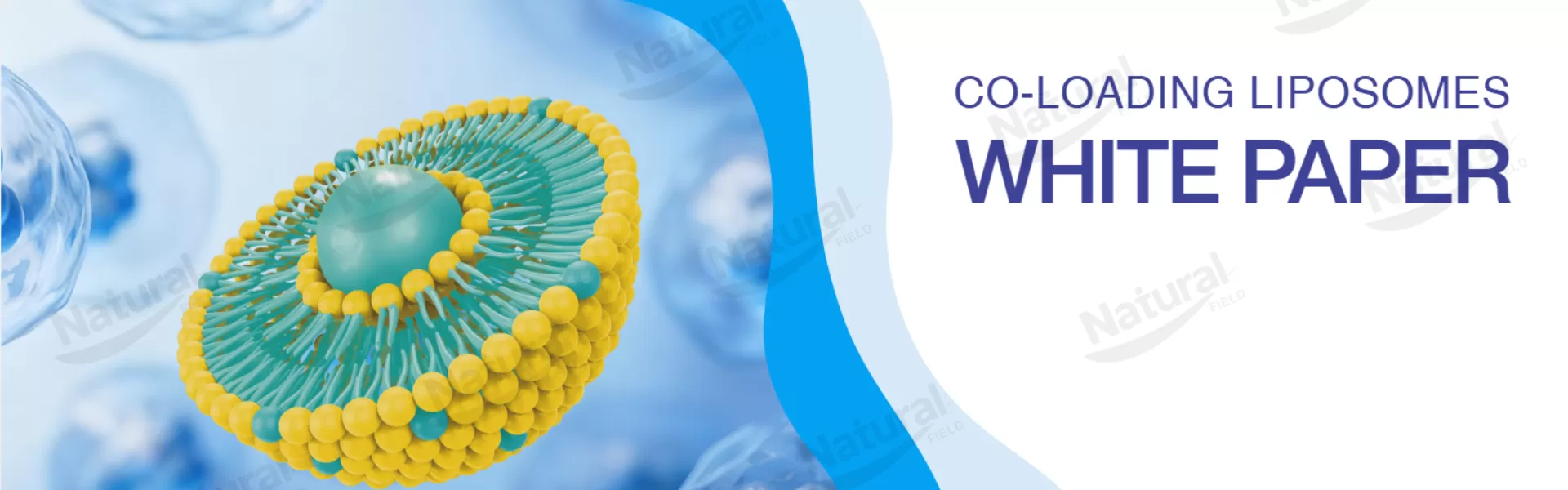 Entdecken Sie unser wissenschaftliches Whitepaper
