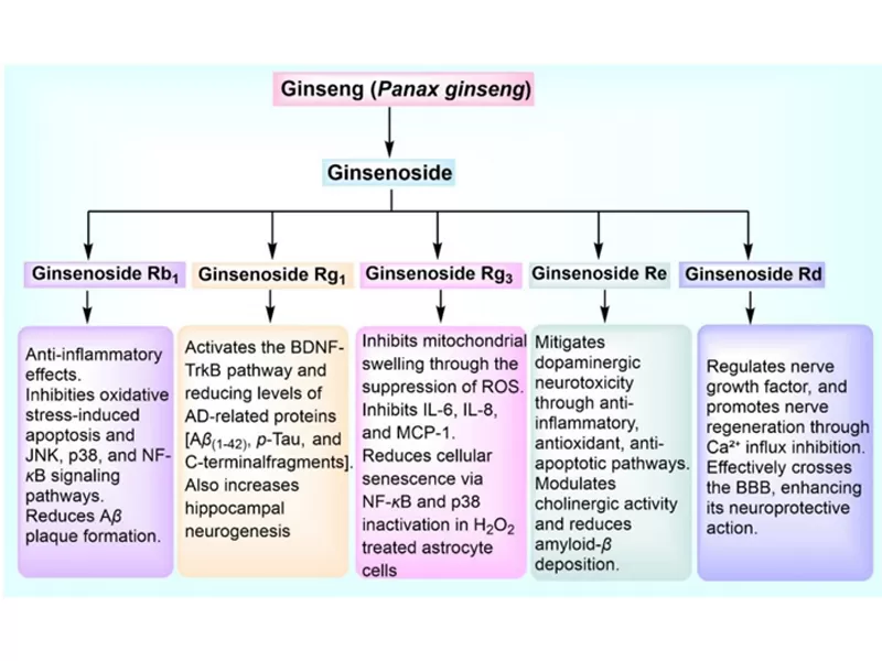Natürliche Antioxidans-Kraft pakete: Curcumin, Quercetin, Ginsenosid Rg3 & Resveratrol