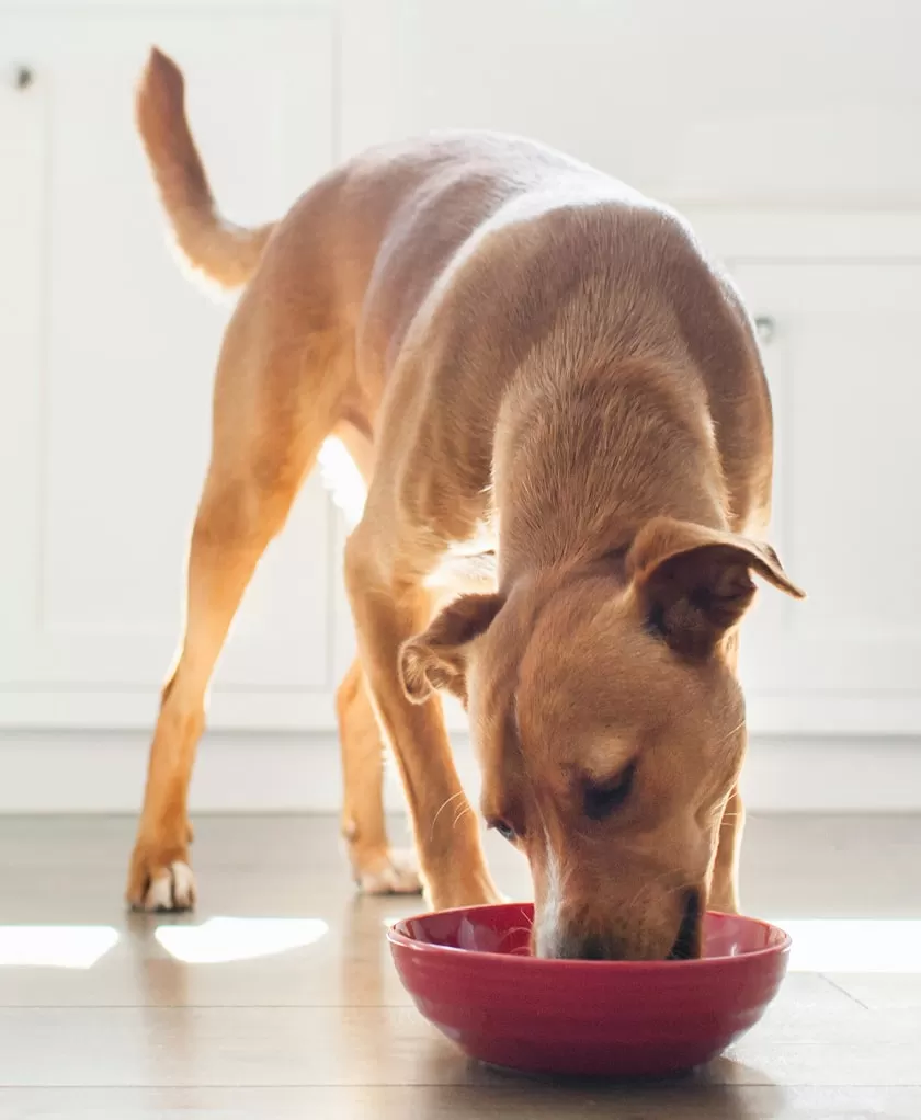 Technical Imperative: Solving Pets' Unique Physiological Challenges