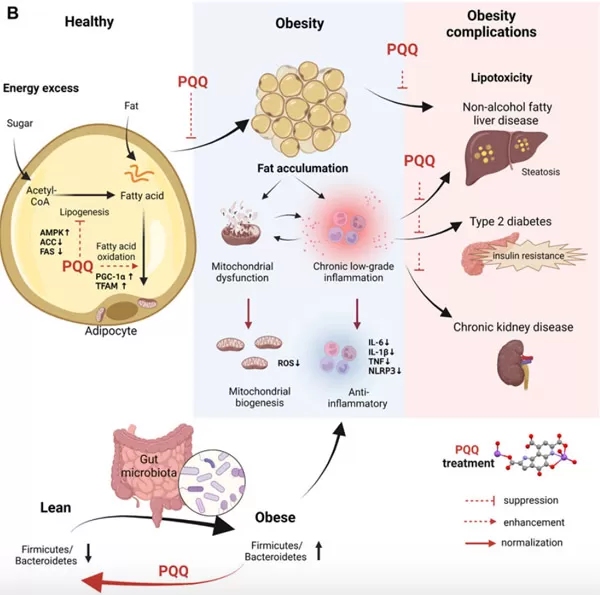 PQQ can reduce fat accumulation and improve obesity conditions. PQQ can reduce fat accumulation and improve obesity conditions.