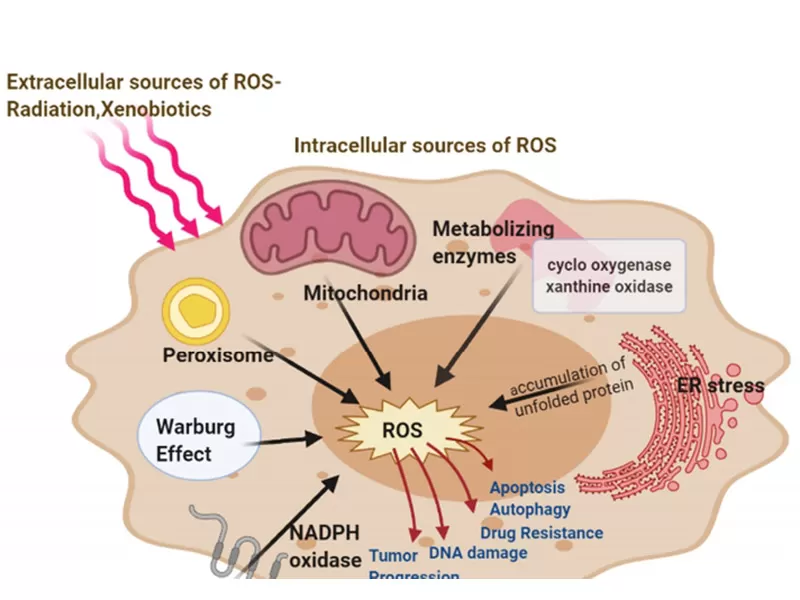 Die Anti-Aging-Mechanismen von Quercetin auf zellulärer Ebene
