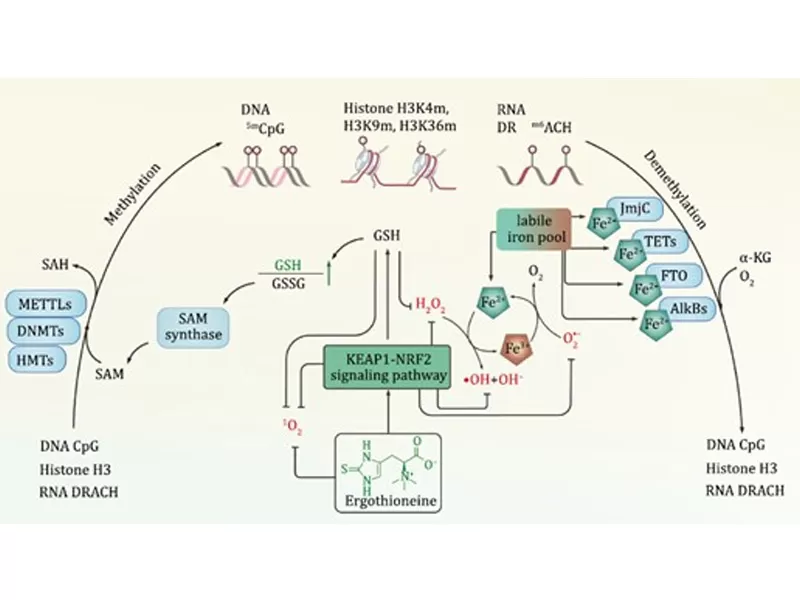 Die neue Ära des Anti-Aging: Entschlüsse ler der Zeit (III. Ergothioneine)